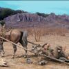 Western colt